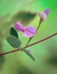 Image result for Galactia