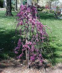 Maybe you would like to learn more about one of these? Redbud Cultivars