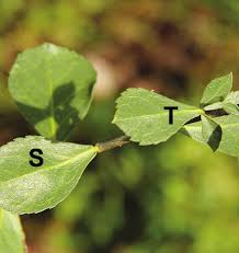 Image result for Commiphora viminea