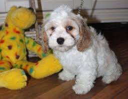'best cockapoo breeders in indiana', 'indiana cockapoo breeders', 'cockapoo breeders in (in)' this is a good place to start and hopefully our breeder directory will help you find a breeder. Cockapoo Puppies For Sale South Bend In 290030