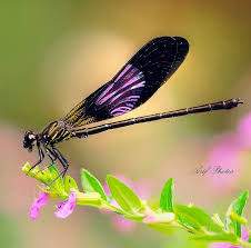 Black And Yellow Dragonfly With Green Eyes I Am In Awe Dragonfly Insect Damselfly Dragonfly