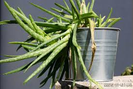 1.1 aloe vera pflanze aus samen züchten. Aloe Vera Vermehren So Klappt S Garantiert We Go Wild