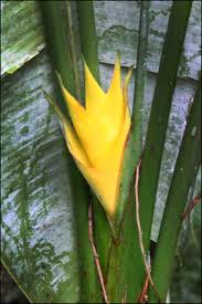 Flower delivery to puerto rico with daflores means your loved ones and family will receive the freshest and most beautiful flowers. Flowers Of El Yunque Rainforest Puerto Rico Steve S Genealogy Blog