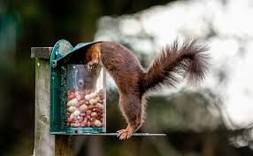 It is the easiest method to squirrel proof bird feeder pole or the bird feeder hangers. How To Keep Squirrels Out Of Bird Feeders
