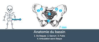 Quelques affections pathologiques font leur apparition, comme l'hallux vagus, la bascule du bassin. J Ai Le Bassin Deplace Explications Et Traitement Reflex Osteo