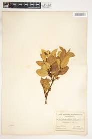 Image result for Allophylus rubifolius