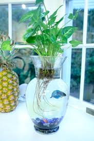 Simple Guide To An Eco Conscious Lifestyle Fish Plants Beta Fish Plants