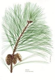 Image result for Pinus maximinoi