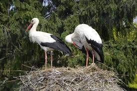 Jun 07, 2021 · en alsace, les cigognes plus nombreuses que jamais 7 juin 2021, 8:53 am jumelles sur le nez, yves muller, président de la ligue pour la protection des oiseaux (lpo) alsace, recense pour la première fois le nombre de cigognes blanches, de plus en plus nombreuses. Cigoland Parc Des Cigognes Et Attractions Kintzheim 67600 Parcs Animaliers Et Loisirs F116 Fr Selestat Tourisme Haut Koenigsbourg