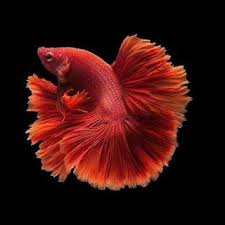 Wallpaper Ikan Cupang Ikan Cupang Hias Koi Plakat Fancy Giant Halfmoon Rosetail Ikan Cupang Ikan Warna