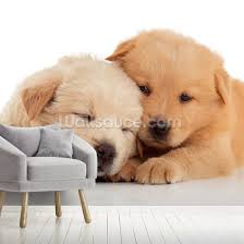 Puppy wallpapers, backgrounds, images— best puppy desktop wallpaper sort wallpapers by: Two Cute Chow Chow Puppies Wallpaper Wallsauce Us
