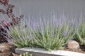 Image result for Perovskia atriplicifolia 'blue spire'
