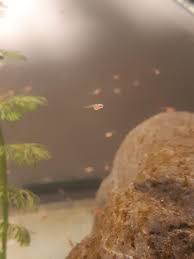 Page 2 about feeding baby betta fish. Newborn Baby Betta Fish Newborn Baby