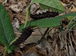 A vigorous grower, dutchman's pipe vine grows up to 30 feet long. Know Your Natives Texas Dutchman S Pipe And Virginia Snakeroot Arkansas Native Plant Society