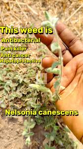 Image result for Nelsonia