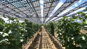 Are These Smart Solar Panels the Future of Sustainable Vineyards?