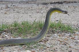 Yellow Bellied Racer Snake Reptiles Texas Snakes