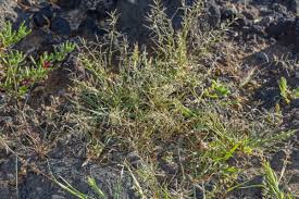 Image result for Eschenbachia gouanii