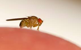 fruit flies, drain flies and fungus gnats