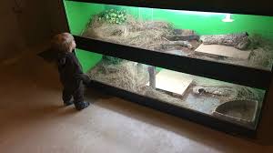 My Blue Tongue Skink Enclosures Seth Isaacson Blue Tongue Skink Reptile Room Reptiles And Amphibians