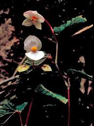 Image result for Begonia pulcherrima