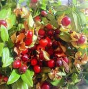 Image result for Diospyros lycioides