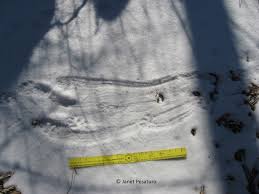 Based on the appearance of the tracks, an attack by a fisher on a lynx would often happen in the middle of a quick snowstorm, which may have worked to the advantage of these a fisher would attack, often when the cat was bedded down to wait out the snow flurry, going right for the lynx's neck. Do Fishers Slide What About The Other Weasels Winterberry Wildlife