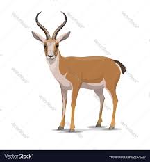 Not yet rated review & rate 1 questions & 0 answers. Goitered Gazelle Animal Character Vector Isolated Cartoon African Wild Black Tailed Gazelle Species With Long Horns Zoo Zoology Or Hu Animals Cartoon Vector