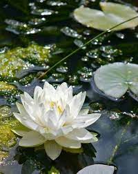 Waterflower Beautiful Flowers Flower Garden Love Flowers