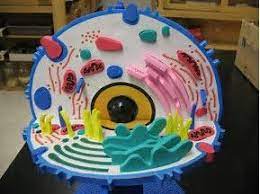 It is represented by the plastic bag. ÙØªÙØ¬Ø© Ø§ÙØµÙØ±Ø© ÙÙ Cell Membrane Model Project Ideas Cell Model Animal Cell Project Animal Cell