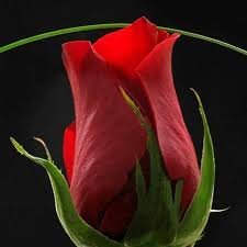 Along with her designation as a registered dietitian she is also a certified diabetes educator. Rose Of Sosan Arezo Home Facebook