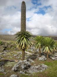 Image result for Lobelia pteropoda