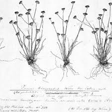 Image result for Lobelia welwitschii