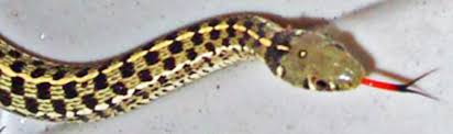 The checkered garter snake thamnophis marcianus slithering on a rock with red forked tongue. Checkered Garter Snakes In Austin Texas Bugs In The News