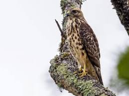 This gorgeous red shouldered hawk put itself on display as we went out and about on january 1st to enjoy some wide open spaces and do a little birding. Red Shouldered Hawk Identification All About Birds Cornell Lab Of Ornithology