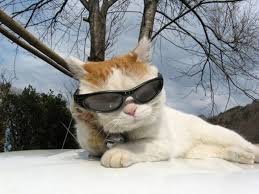 30 Lovely Animals Enjoying Sunshine In Life Cutest Paw Cat Wearing Glasses Cat Sunglasses Cat Glasses
