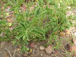 Image result for Physalis viscosa