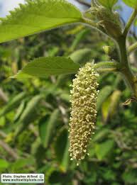 Image result for Broussonetia papyrifera