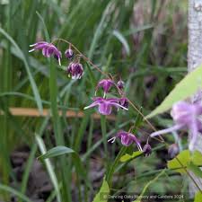 Image result for Vepris grandifolia