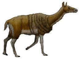 Image result for Pellaea longipilosa