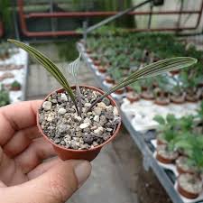 Image result for Ledebouria cooperi