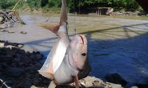 Dorong realisasi lumbung ikan nasional, dpr setujui usulan anggaran rp3,2 triliun untuk maluku dan maluku utara seleksi kompetensi bidang cpns kkp digelar di 28 lokasi kkp hadir untuk masyarakat pulau kecil terluar kkp jabarkan ketentuan kepemilikan pulau di indonesia Soal Jawab Memancing Bagaimana Nak Strike Ikan Patin Sungai Umpan