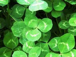 Lawn purists often crave uniformity in a lawn. Clover Weed Killer Lovetoknow