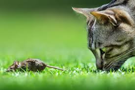 Warum ist ein schnitt notwendig? Wurmkur Bei Katzen Wie Oft Muss Ich Meine Katze Entwurmen Zooplus