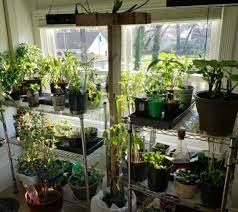 The easy to store foldable greenhouse plan. Diy Portable Indoor Greenhouse And Tips So Easily Distracted