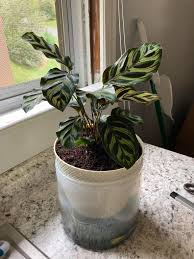 Image result for Clutia robusta