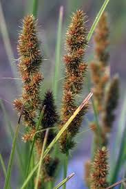 Image result for Carex angolensis