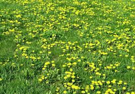 We did not find results for: Weed Rogue S Gallery The 14 Worst Weeds Invading Our Yards This Summer Pennlive Com
