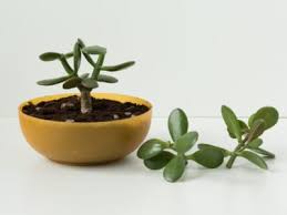Transplant in the early spring, just before the growing season begins. Rooting A Jade Plant Starting A Jade Plant From A Cutting
