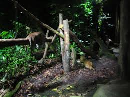 Quite an amazing nighttime adventure perfect to do after the zoo. A Night At The Singapore Night Safari Adventurous Kate